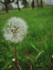 Vertical shot of a common dandelion on the blurry background