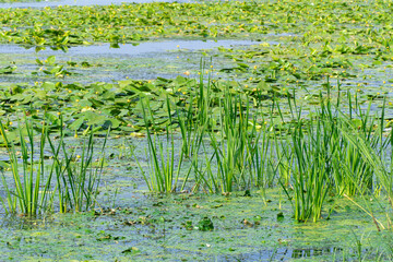Slowly flowing river is overgrown with yellow water lilies. Nuphar lutea perennial aquatic plant of the family nymphaeaceae. Banks are overgrown with dense tall green reed and cane. Ecological problem