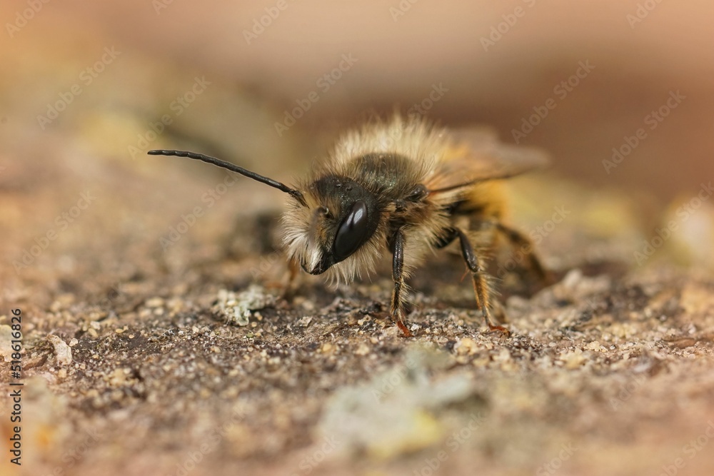 Canvas Prints frontal closeup on a hairy male red mason bee, osmia bicornis, sitting on a stone