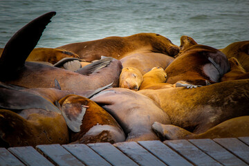 Sea Lions sleeping