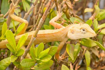 Chameleon on the branches