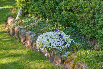 White dusty miller and purple pansy flowers growing, flowering in lush, green and landscaped home...