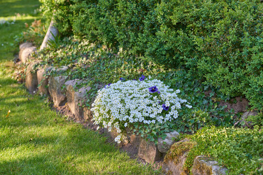 White dusty miller and purple pansy flowers growing, flowering in lush, green and landscaped home garden flowerbed. Cerastium tomentosum bushes blooming in horticulture backyard as decorative plants