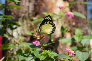 close up black yellow butterfly perched on a flower