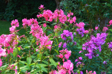 My garden. Lush landscape with colorful flowers growing in a garden on a sunny day outside in spring. Vibrant pink and purple floral fall phlox paniculata blooming and blossoming in nature.