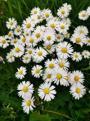 Vertical closeup shot of common daisies (Bellis perennis) in the field © Tanja Esser/Wirestock Creators