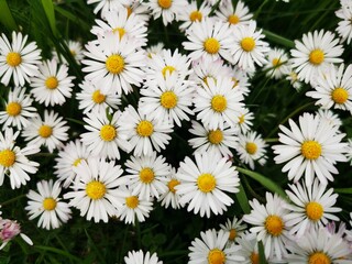 Closeup shot of common daisies (Bellis perennis) in the field © Tanja Esser/Wirestock Creators