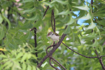 Little cute common tailor bird on green neem tree branch