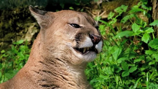 Chilean puma in its natural habitat