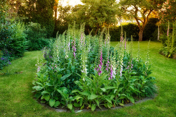 Many colorful foxgloves growing in a green garden against a soft sunset. Flowers growing in...