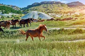 herd of horses runs near the mountain