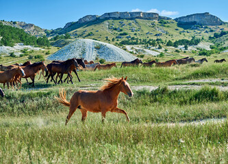 herd of horses runs near the mountain