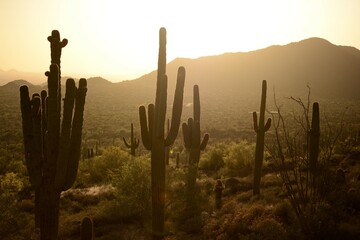 cactus at sunset