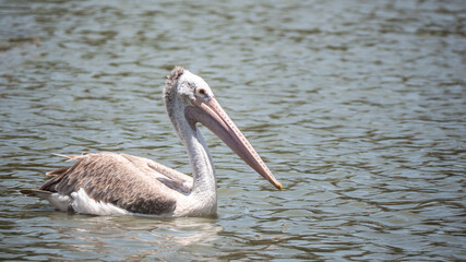 Close up pelican bird on the water in thailand , is a large water bird , nature thailand