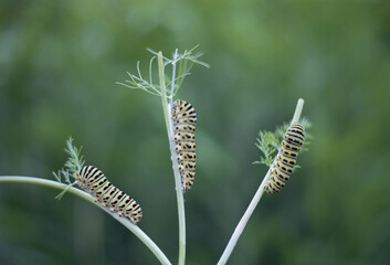 Three swallowtail caterpillars on a fennel. Bright green color with orange dots. The caterpillar of butterfly Papilio machaon - garden pest