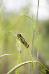 The swallowtail caterpillar on a fennel. Bright green color with orange dots. The caterpillar of butterfly Papilio machaon - garden pest