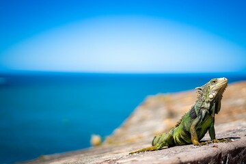 Closeup of Green iguana sunbathing on the rock near the shore
