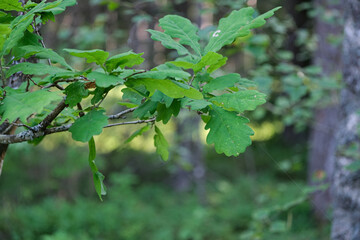leaves of oak tree on brach. Quercus rubor