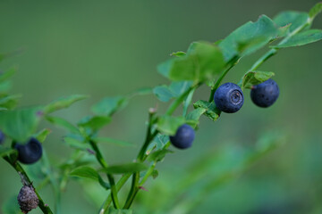 Blueberry on the shrub. Closeup of sprigs with blueberries