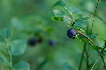 Blueberry on the shrub. Closeup of sprigs with blueberries