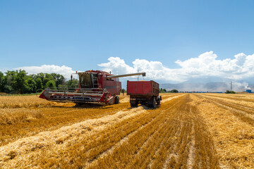 Combine Harvester Unloading Wheat Grain Into The Truck