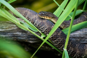 Closeup shot of a European viper in the grass