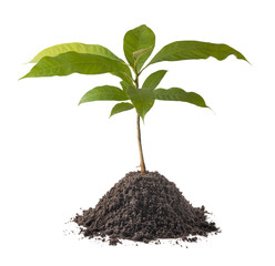 magnolia champaca or champak tree plant, commonly called as joy perfume tree or yellow jade orchid tree or himalayan champaca, young plant with soil on white background