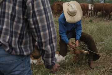 Texas western ranching shows cowboy in straw hat at branding during summer with calf.