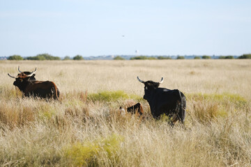 Corriente herd of cattle in fall landscape of Texas plains with calf during autumn season in rural ranch field.