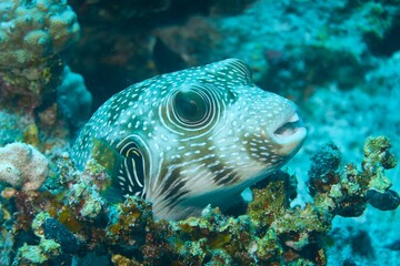 Underwater closeup shot of the Pufferfish by the aquatic plant © Bruno Kaegi/Wirestock Creators