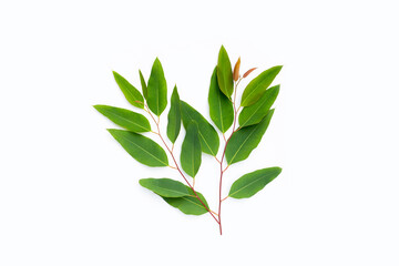 Green leaves of eucalyptus on white