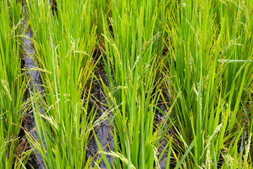 Rice plant in rice field.