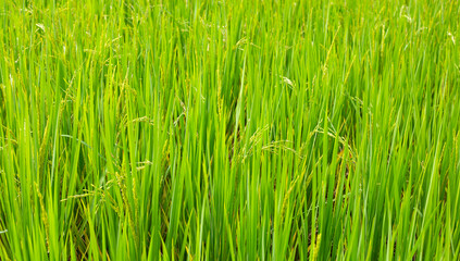 Rice plant in rice field.