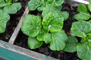 Bok choi or chinese white cabbage