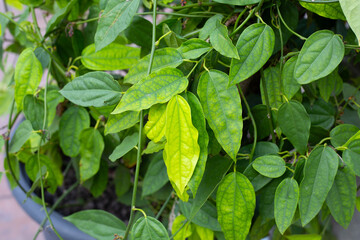 Fresh green leaves of tiliacora triandra plant