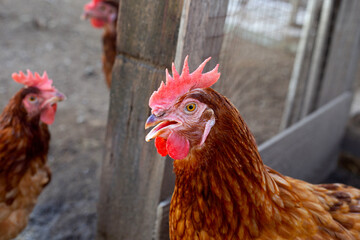 Hens in the chicken farm. Organic poultry house.