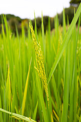 Rice plant in rice field.