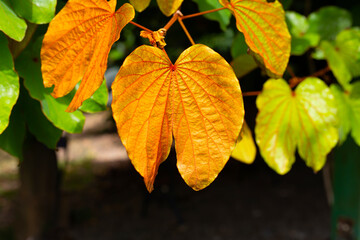 Bauhinia aureifolia or gold leaf bauhinia