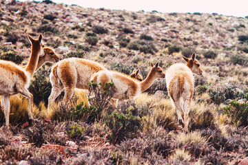 vicuña (Lama vicugna) or vicuna pack in jujuy, argentina. 
