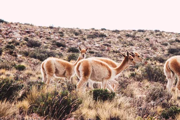 Foto auf Alu-Dibond vicuña (Lama vicugna) or vicuna pack in jujuy, argentina.  © Regina Pivetta