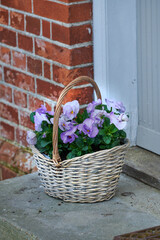 Fototapeta na wymiar Purple and white johnny jump up flowers in wicker basket on home doorstep as a gift and present for valentines day, birthday or anniversary. Bunch of pansies from landscaped and horticulture backyard