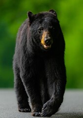 Vertical shot of a Louisiana black bear in a green blurry background
