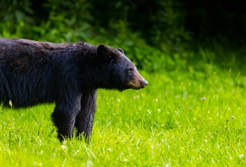 Shallow focus of a Louisiana black bear in a green field