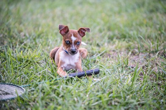 Brown and white feist dog playing on a green grass
