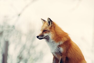Beautiful ginger fox in a white blur