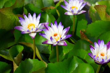 Beautiful blooming white purple lotus flower with leaves, Waterlily pond