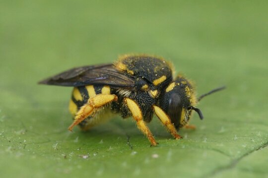 Closeup on an small, yellow European rotund resin bee, Anthidiellum strigatum