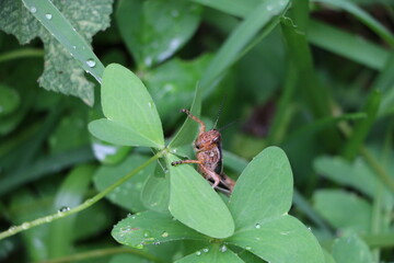 CLOVERS AND CHAPULINES