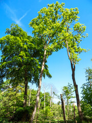 Tall trees in a wood with spring foliage and a blue sky