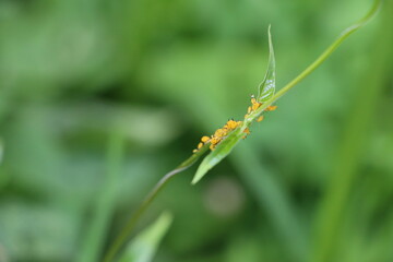 CLOVERS AND CHAPULINES